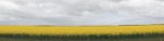 Field Of Canola Plants Stock Photo