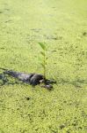 Little Plant Growth On Dead Tree Stock Photo