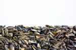 Sunflower Seeds Stock Photo