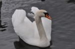 Swan Stock Photo