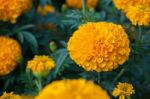 American Marigold Yellow Calendula Blooming In Garden Background, Soverign Tagetes Erecta L Stock Photo