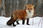 Red Fox Stock Photo