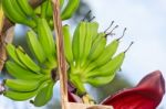 Green Bananas In The Organic Garden Plant Stock Photo