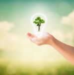 Hands Of Little Girl Holding Bonsai Tree Stock Photo