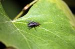 Close-up Of A Fly On A Leaf Stock Photo