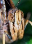 Portrait Of A Butterfly Stock Photo