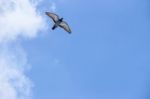 Pigeon Flies In The Blue Sky In A Sunny Day Stock Photo