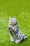 Praying Cat On Green Grass Stock Photo