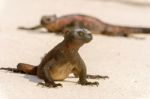 Marine Iguana On Galapagos Islands Stock Photo