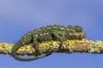 Baby Mediterranean Chameleon Stock Photo