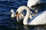 The Father-swan Is Taking Care About His Children Stock Photo