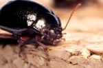 Chrysolina Bankii Insect Stock Photo