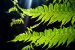 Ferns Stock Photo