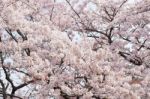 Cherry Blossom With Soft Focus, Sakura Season In Korea,background Stock Photo