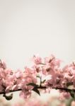 Pink Bougainvillea Flower Stock Photo