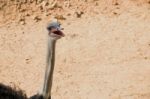 The Ostrich Stock Photo