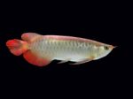 Asian Arowana Fish  Stock Photo