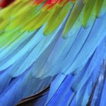 Greenwinged Macaw Feathers Stock Photo