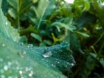 Dew Of Water On A Green Leaf Stock Photo