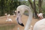 Portrait Of A Flamingo Stock Photo