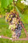 Wine Grapes Stock Photo