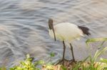 African Sacred Ibis, Threskiornis Aethiopicus, In Ngorongoro Stock Photo