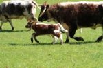 Long Horn Cow And Calf Running Stock Photo