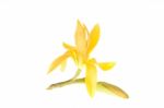 Yellow Michelia Alba Flower Stock Photo