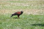 Harris Hawk Stock Photo