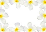 Frangipani Flowers Frame Stock Photo