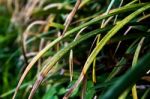 Green Grass Stock Photo