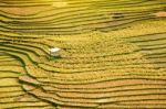 Close Up Rice Fields On Terraced Of Yellow Green Rice Field Landscape Stock Photo