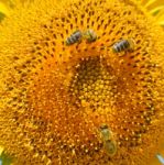 Sunflower And Bees Stock Photo