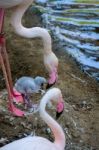 Fuengirola, Andalucia/spain - July 4 : Greater Flamingos (phoeni Stock Photo