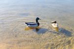 Ducks In The Water In Lake, Spring Sunny Day Stock Photo