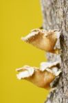 Mushrooms On Tree Stock Photo