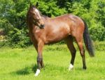 Racehorse Bay Foal Stock Photo