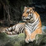 Tiger Stock Photo