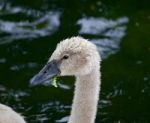 The Beautiful Portrait Of A Young Mute Swan Is Eating The Algae Stock Photo