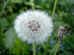 Dandelion Stock Photo