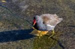 Moorhen (gallinula) Stock Photo