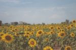 Field Of Sunflowers With Blue Sky. A Sunflower Field At Sunset,w Stock Photo