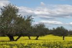 Almond Orchard In A Field Of Yellow Flowers Stock Photo