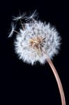 Blowball Of Dandelion Flower Stock Photo