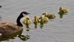 Beautiful Isolated Photo Of A Young Family Of Canada Geese Swimming Stock Photo