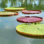 Giant Water Lily Stock Photo