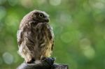 Little Owl (athene Noctua) Stock Photo