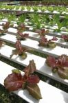 Hydroponics Vegetable Farm Stock Photo