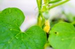 After Flowering Is Developing A Small Stock Photo