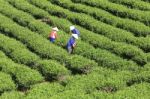 Dalat, Vietnam, July 30, 2016: A Group Of Farmers Picking Tea On A Summer Afternoon In Cau Dat Tea Plantation, Da Lat, Vietnam Stock Photo